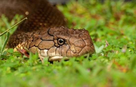 agumbe