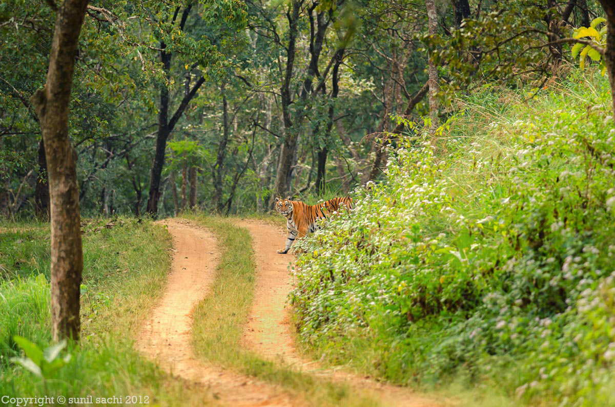 karnataka tourism - wildlife tour