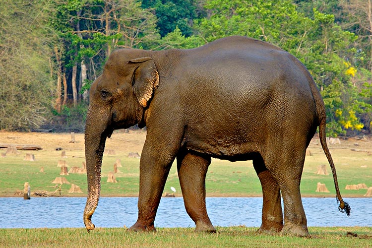 nagarhole wildlife tour - karnataka tourism