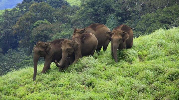 idukki