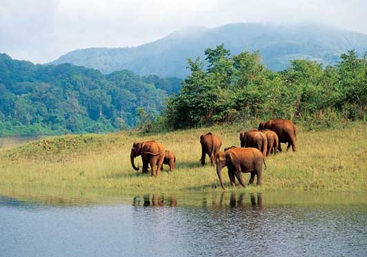 Car Rentals - Bangalore to Thekkady -Bus Hire