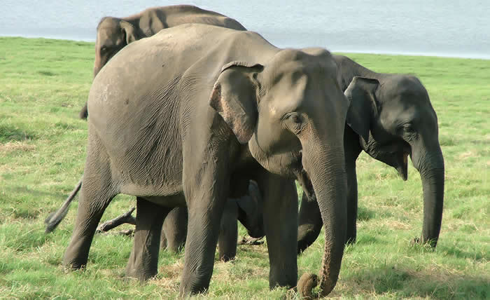 Kerela wildlife tour